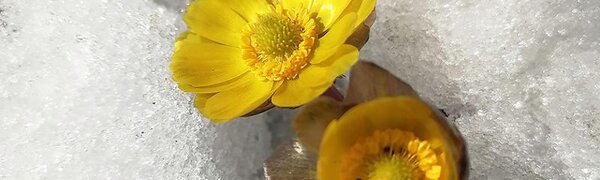 Март в Сихотэ-Алинском заповеднике — половодье солнечных лучей