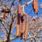 Март в Сихотэ-Алинском заповеднике — половодье солнечных лучей