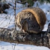 Март в Сихотэ-Алинском заповеднике — половодье солнечных лучей