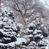 Март в Сихотэ-Алинском заповеднике — половодье солнечных лучей