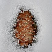 Март в Сихотэ-Алинском заповеднике — половодье солнечных лучей