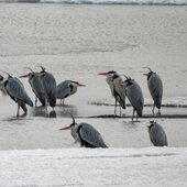 Март в Сихотэ-Алинском заповеднике — половодье солнечных лучей
