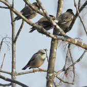 Март в Сихотэ-Алинском заповеднике — половодье солнечных лучей