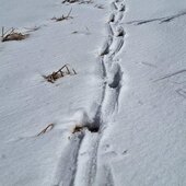 Март в Сихотэ-Алинском заповеднике — половодье солнечных лучей