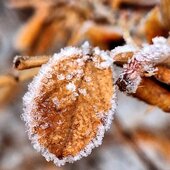 Март в Сихотэ-Алинском заповеднике — половодье солнечных лучей