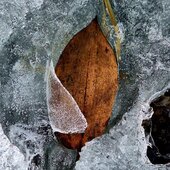 Март в Сихотэ-Алинском заповеднике — половодье солнечных лучей