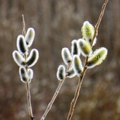 Март в Сихотэ-Алинском заповеднике — половодье солнечных лучей