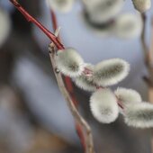 Март в Сихотэ-Алинском заповеднике — половодье солнечных лучей