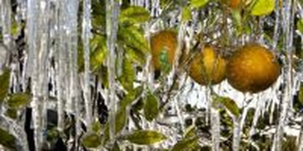 Холода в тропической Флориде чуть не погубили всю флору и фауну (ФОТО)