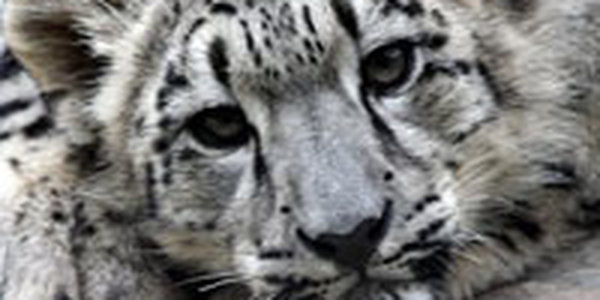 В чешском зоопарке родились три детеныша снежного барса