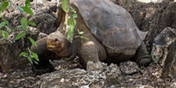 На Галапагосских островах умер последний самец редкого вида черепахи 