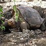 На Галапагосских островах умер последний самец редкого вида черепахи 