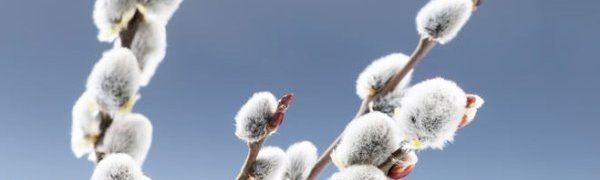 На Алтае среди зимы распустилась верба