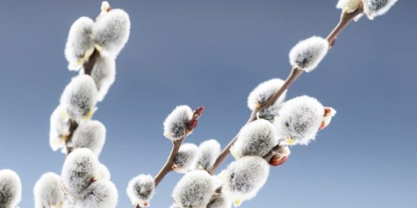 На Алтае среди зимы распустилась верба