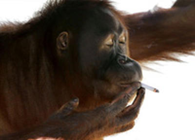 Курящую обезьяну отучают от вредной привычки