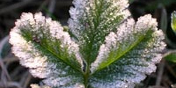 Накануне зимы в Приморье вернулась осень