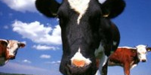 Новый British-Фетиш — мини-буренки