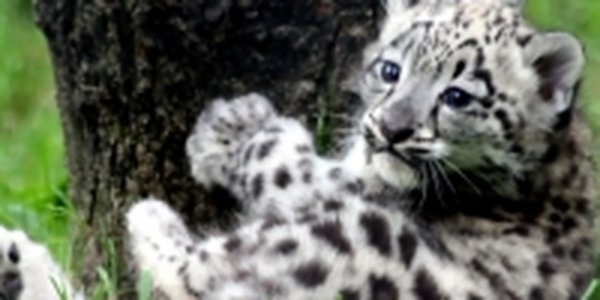 Статус «драгоценности» спасет снежного барса от браконьеров