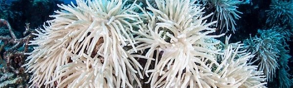 Большой барьерный риф исчезает (ВИДЕО)