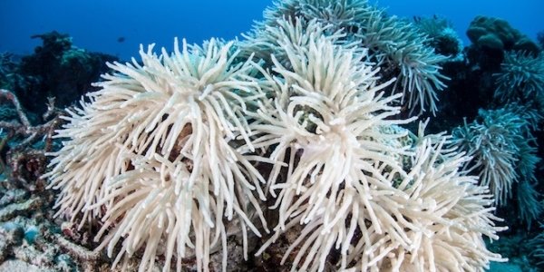 Большой барьерный риф исчезает (ВИДЕО)