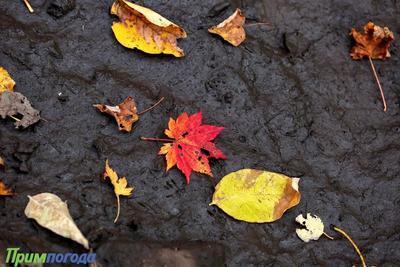 Циклон из Китая принесёт в Приморье дождь и потепление