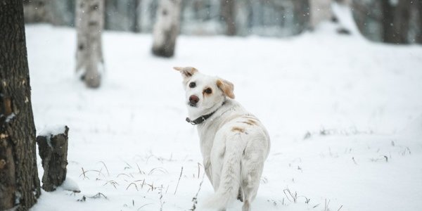 Сегодня в Приморье ещё возможен небольшой снег
