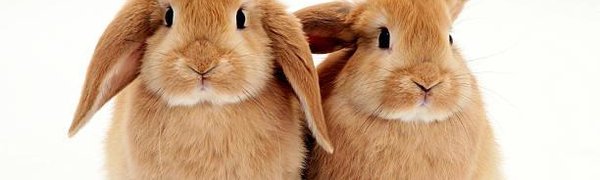 В Госдуме предложили запретить контактные зоопарки