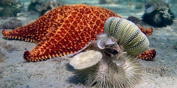 В Китае прошёл дождь из морских жителей