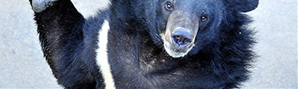 Танцующий медведь из Приморья стал звездой Интернета