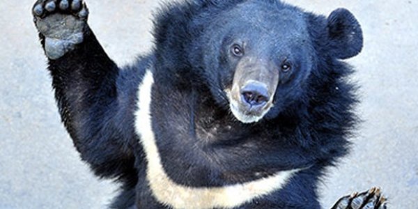 Танцующий медведь из Приморья стал звездой Интернета