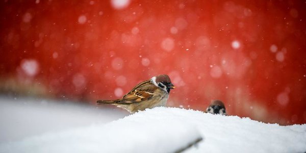 Сегодня в Приморье местами сохранится небольшой снег, похолодает