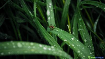 В выходные дни ливневые дожди собьют жару в Приморье