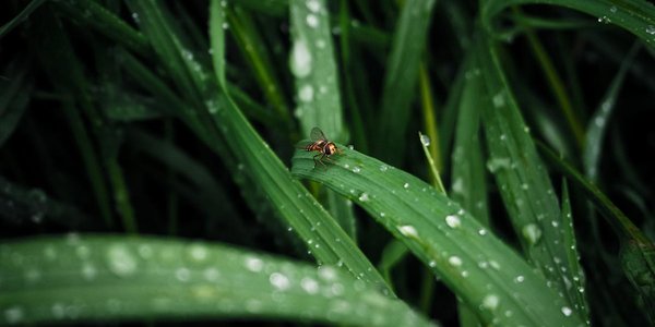 Какая погода ожидается в Приморье и Владивостоке в начале недели