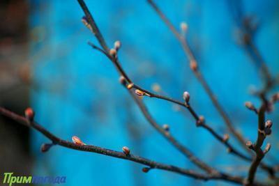 Днем 25 марта воздух в Приморье прогрелся до +14 °C