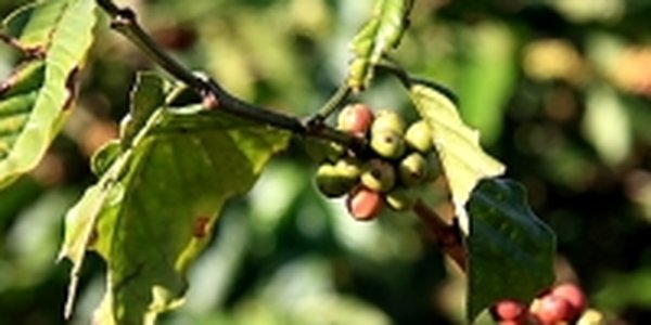 Более 16 тысяч гектаров кофейных плантаций пострадали от засухи в КНР