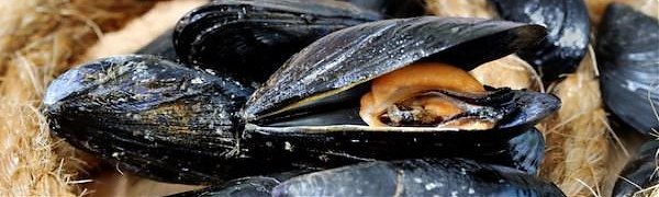 Изменение климата угрожает мидиям