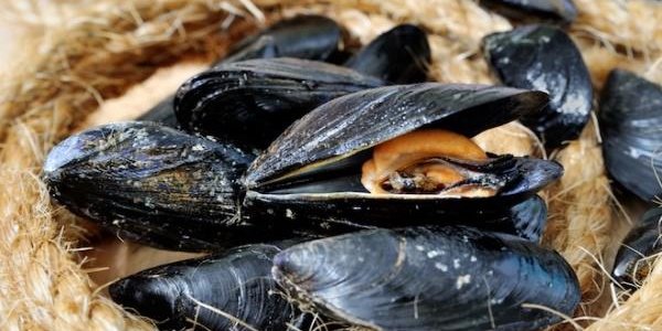 Изменение климата угрожает мидиям