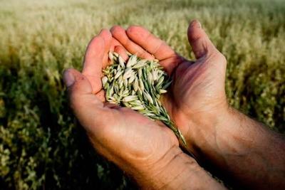 Госдума запретила сажать и выращивать ГМО в России