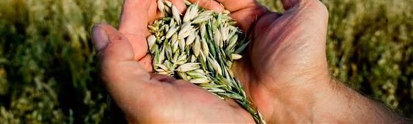 Госдума запретила сажать и выращивать ГМО в России