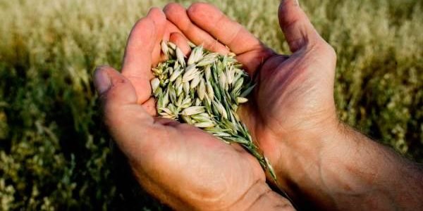 Госдума запретила сажать и выращивать ГМО в России