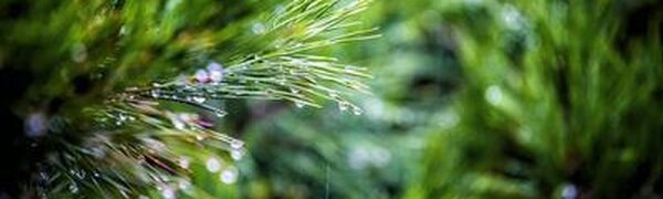 На выходных наиболее интенсивные дожди прошли на побережье юга Приморья (ФОТО)