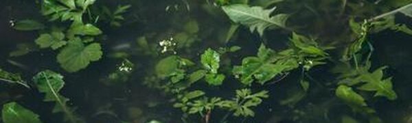 Небольшие дожди и грозы ожидаются в Приморье в ближайшие сутки