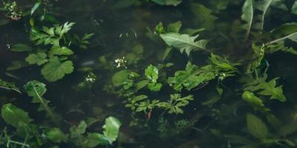 Небольшие дожди и грозы ожидаются в Приморье в ближайшие сутки