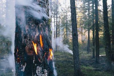 Возрастает пожароопасность леса в 3 районах на севере Приморья