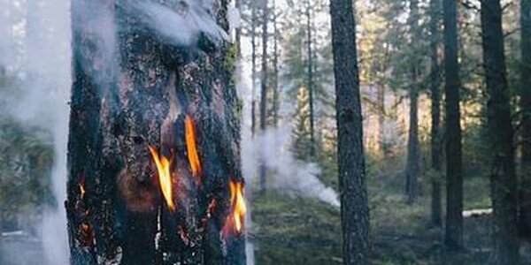 Возрастает пожароопасность леса в 3 районах на севере Приморья