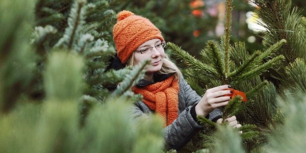 Ёлочные базары развернутся во всех районах Владивостока с 12 декабря