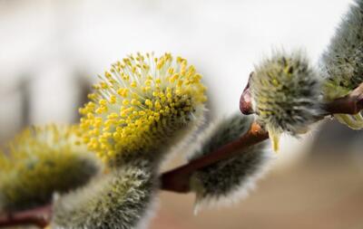 Солнечная погода ожидается в Приморье в светлое Пасхальное Воскресенье