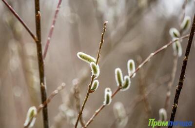 Синоптики уточнили прогноз погоды на выходные. В субботу вечером местами в Приморье пройдёт снег