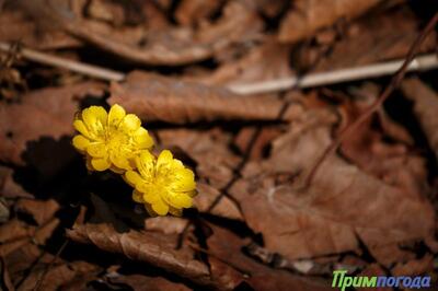 Синоптики рассказали о погоде в Приморье и Владивостоке в начале апреля