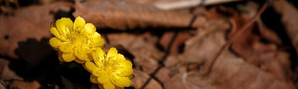 Синоптики рассказали о погоде в Приморье и Владивостоке в начале апреля